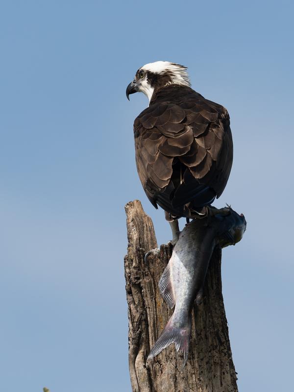 Western osprey (Pandion haliaetus)